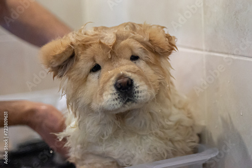 dog in bath