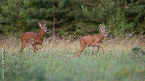 Capreolus capreolus - Roe deer - Chevreuil d'Europe