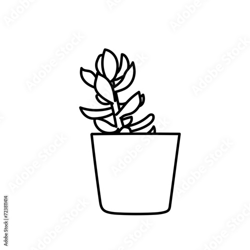 Plante d'intérieur - Cactus