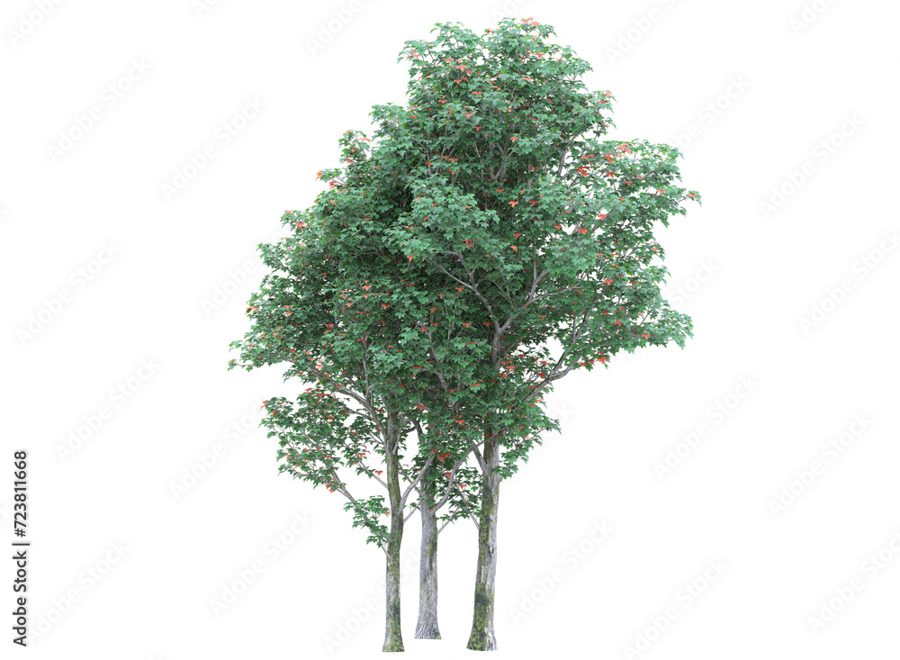 Maples tree isolated 