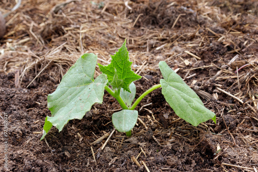 Young cucumber plants in the open ground. Growing eco-vegetables