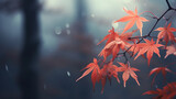 red japanese maple autumn rainy weather on gray blurred background