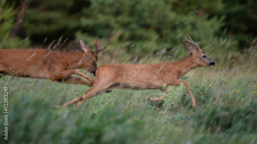 Capreolus capreolus - Roe deer - Chevreuil d'Europe photo