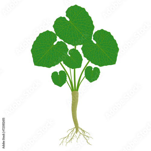 Wasabi plant with leaves and roots on a white background.