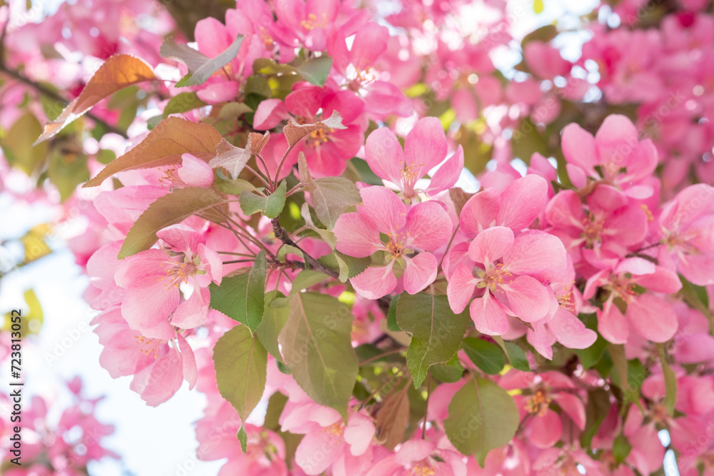 Obraz premium Spring blooming pink cherry