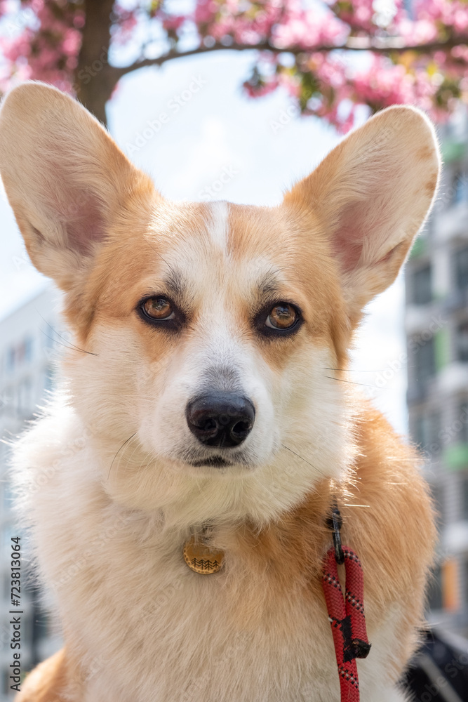 welsh corgi pembrok welsh corgi pembrok