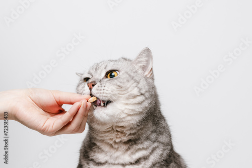 Woman gives pill or vitamin for cat, white background, pet health concept, vitamins for animals photo