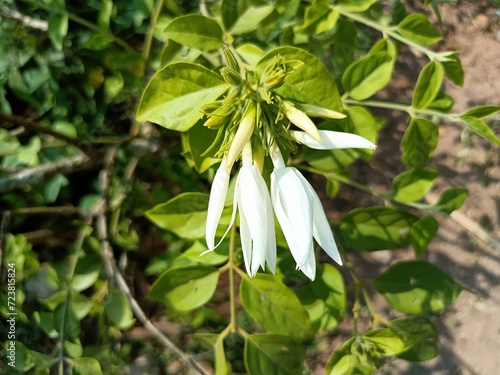 Jasminum subtriplinerve is a species of jasmine  in the family Oleaceae.