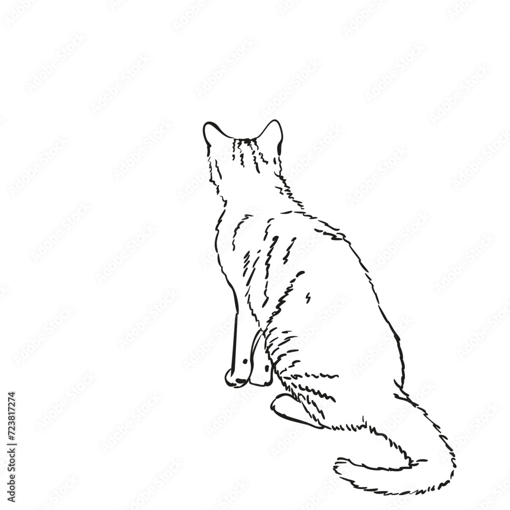 Sitting cat view from behind freehand sketch, Hand drawn vector illustration of pet full length portrait Sitting cat view from behind freehand sketch, Hand drawn vector illustration of pet full length portrait