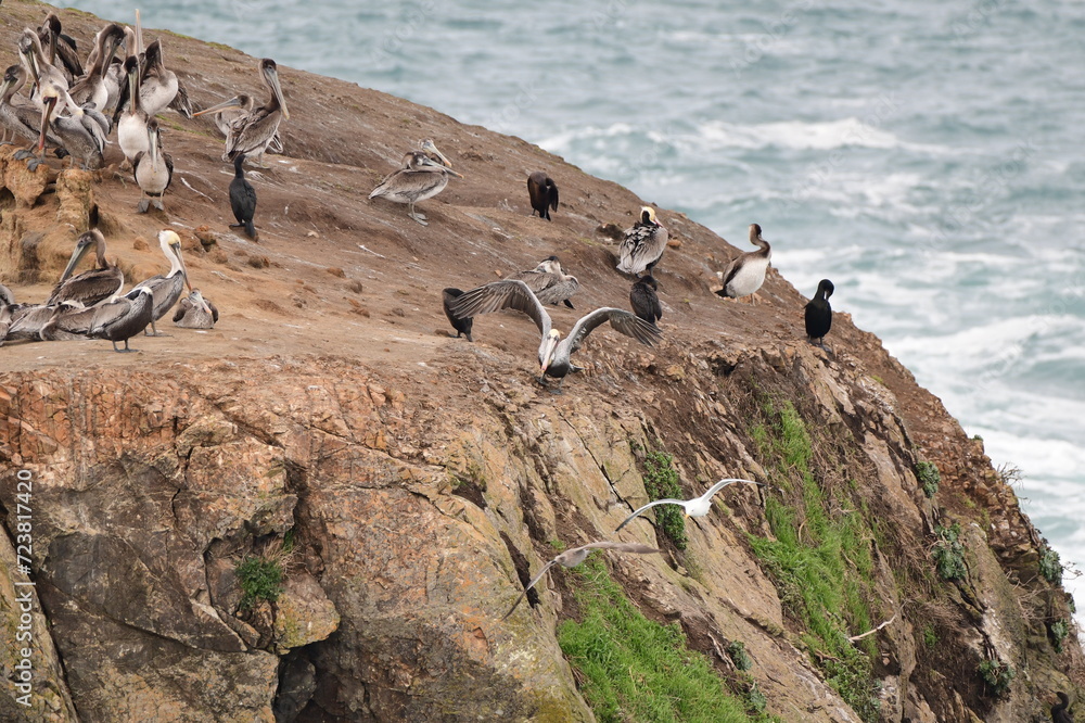 Obraz premium sea birds resting on a rock near a stormy shore