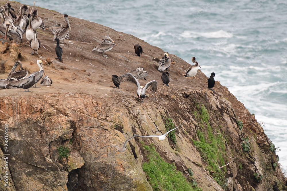 sea birds resting on a rock near a stormy shore sea birds resting on a rock near a stormy shore