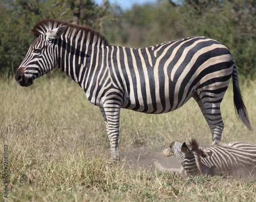 Steppenzebra   Burchell s zebra   Equus quagga burchellii.