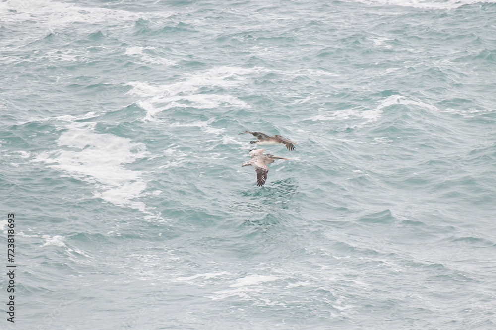 Naklejka premium Pelican flying near the coast