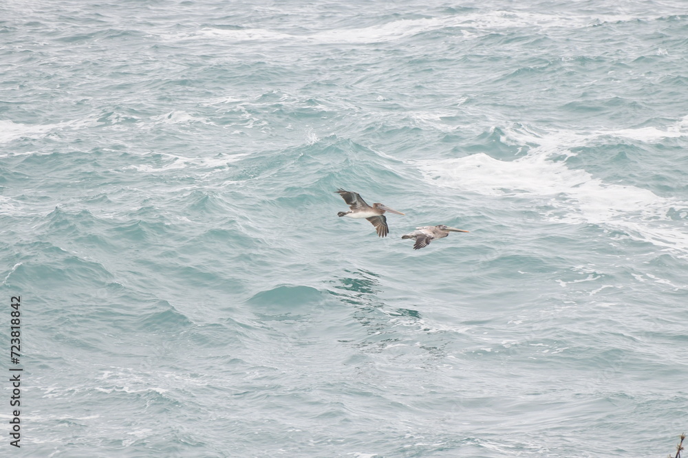 Obraz premium Pelican flying near the coast