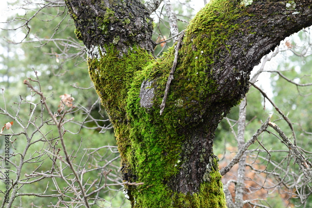 Obraz premium nature details