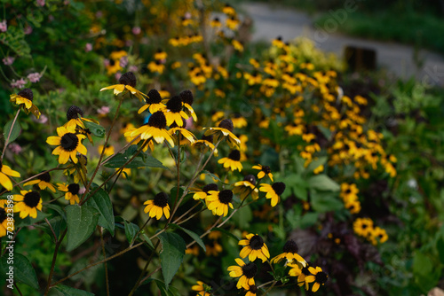 昼下がりの黄色い花
Yellow flowers in the late afternoon
