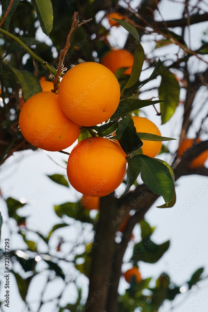 Close-up of orange tree branches in the garden. Orange tree cultivation.