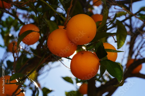 Bild auf Leinwand Orange tree branches in the garden. Orange tree cultivation.