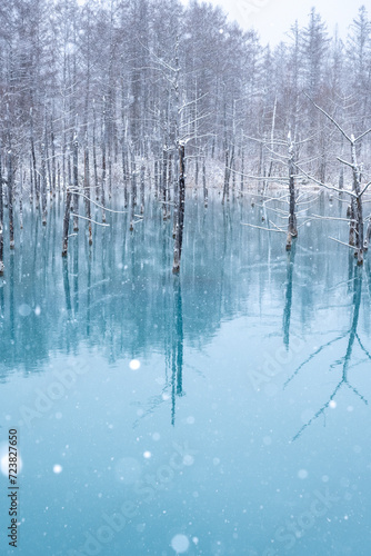雪の青い池