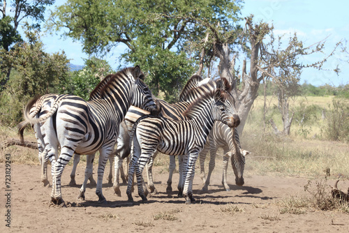 Steppenzebra   Burchell s zebra   Equus quagga burchellii.