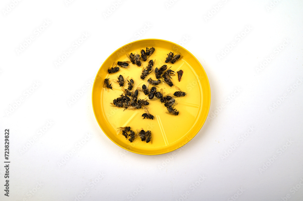 Dead Bees Colony Collapse Disorder Dead Bees Colony Collapse Disorder