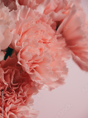 Bouquet of soft pink carnations close-up on a pink background © Natallia