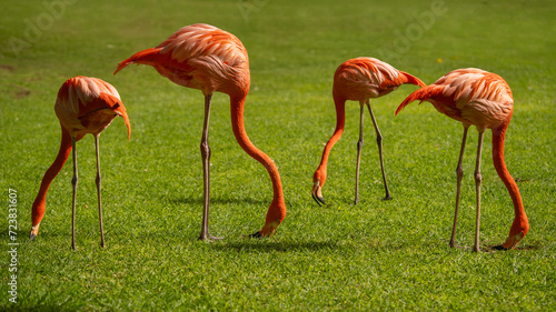 group of American flamingos on gras