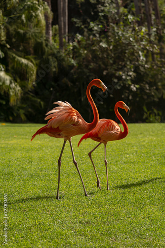 pair of American flamingos on gras