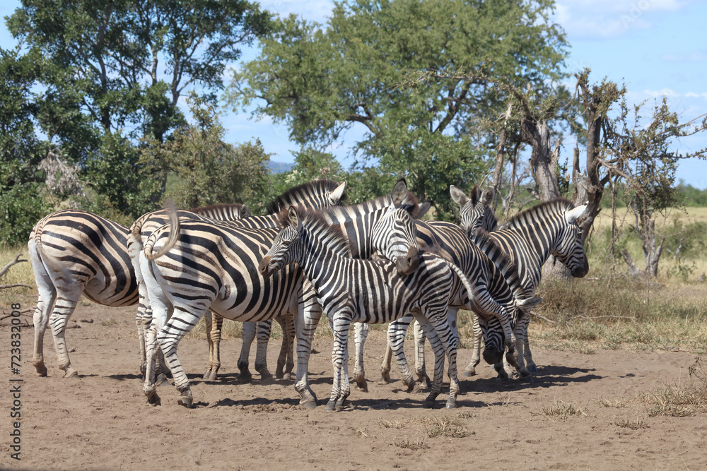 Steppenzebra / Burchell's zebra / Equus quagga burchellii. Steppenzebra / Burchell's zebra / Equus quagga burchellii.