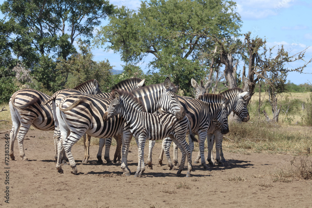 Obraz premium Steppenzebra / Burchell's zebra / Equus quagga burchellii.