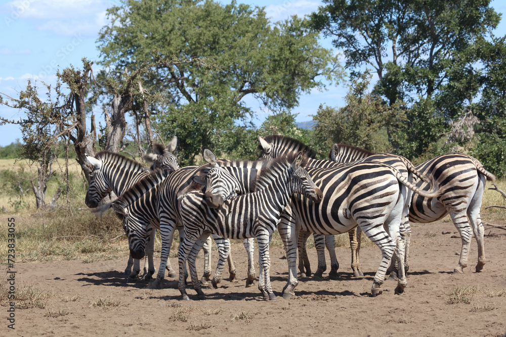 Obraz premium Steppenzebra / Burchell's zebra / Equus quagga burchellii.