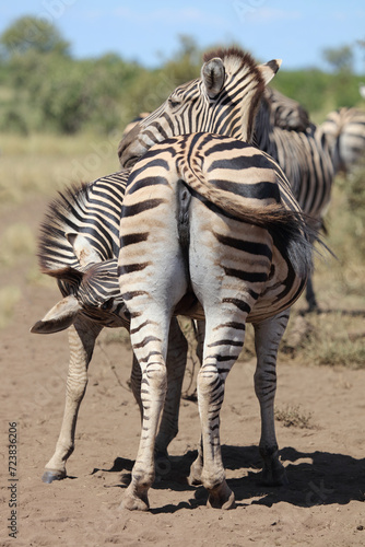 Steppenzebra   Burchell s zebra   Equus quagga burchellii.