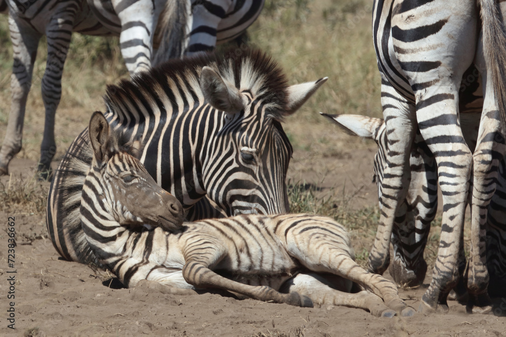 Steppenzebra / Burchell's zebra / Equus quagga burchellii. Steppenzebra / Burchell's zebra / Equus quagga burchellii.