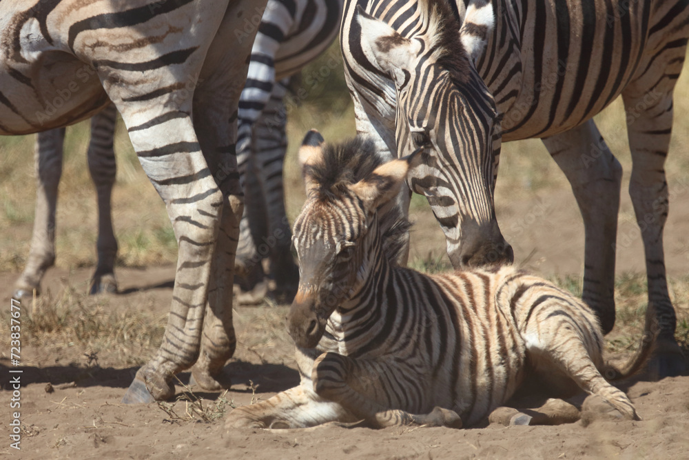 Steppenzebra / Burchell's zebra / Equus quagga burchellii.