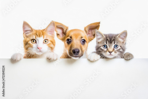 A cute cats and dogs puppies peeking out from behind a white blank banner. on white background, copy space.Mockup,advertisement.