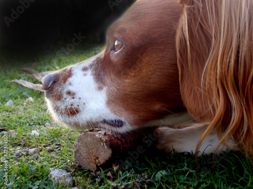 Spaniel breton photo