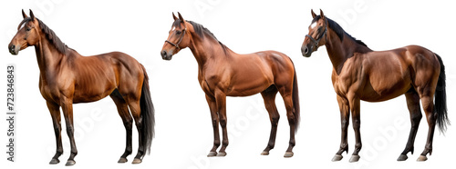 Brown horse isolated on transparent background cutout