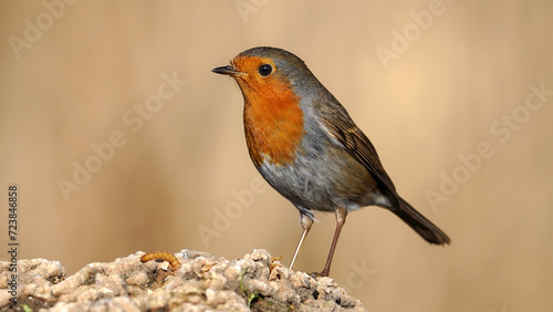 Robin bird perching on a rock