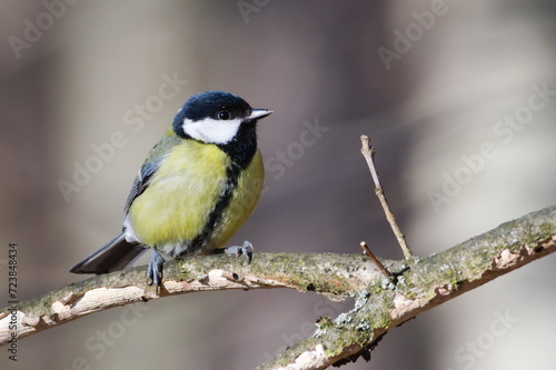 Parus major aka great tit is sitting on tree branch. Common bird in Czech republic nature. Isolated on clear blurred background.