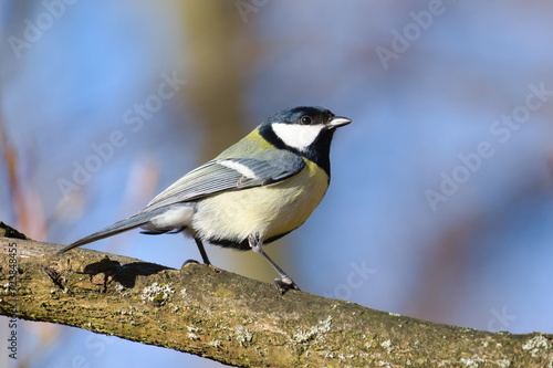 Parus major aka great tit is sitting on tree branch. Common bird in Czech republic nature.