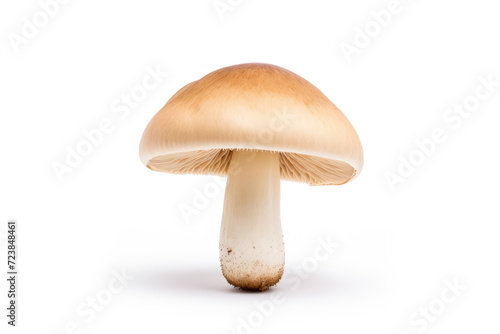 Single mushroom, isolated white background