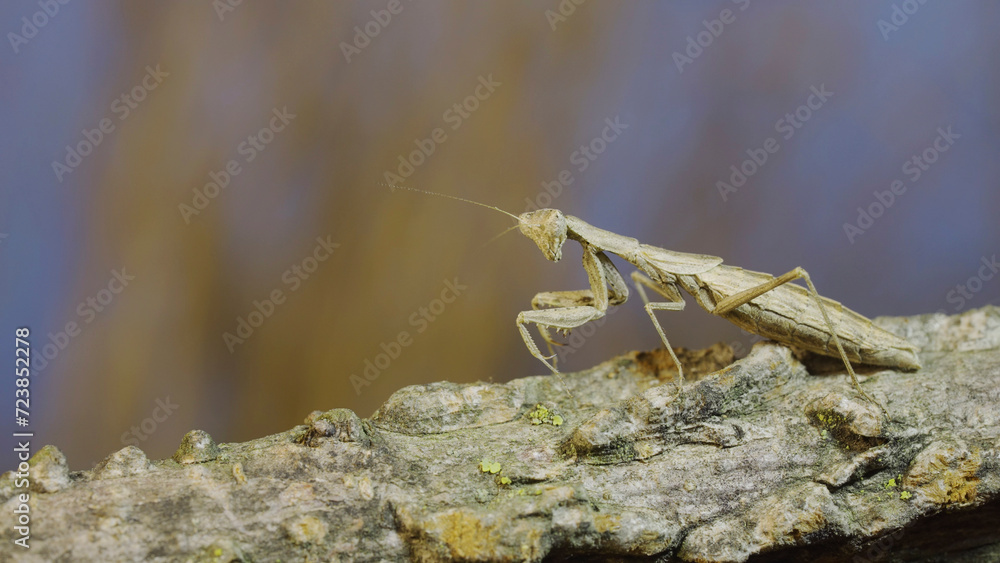 The female praying mantis sits on tree branch masquerading against its background and turns its head looking around. Crimean praying mantis (Ameles heldreichi) The female praying mantis sits on tree branch masquerading against its background and turns its head looking around. Crimean praying mantis (Ameles heldreichi)