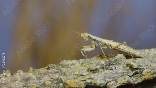 The female praying mantis sits on tree branch masquerading against its background and turns its head looking around. Crimean praying mantis (Ameles heldreichi)
