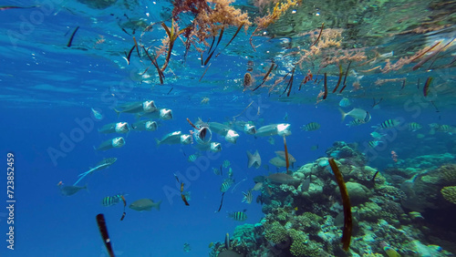 Shoal of mackerel fish and other tropical fish feed below surface of water among drifting algae, debris and plastic, Red sea, Egypt