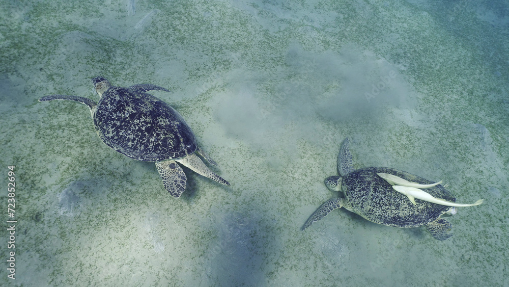 Obraz premium Two Sea turtles graze on the seabed eating green algae. Two Great Green Sea Turtle (Chelonia mydas) with Remorafish on shell eats Smooth ribbon seagrass (Cymodocea rotundata) Red sea, Egypt