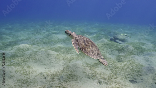 Photography Hawksbill Sea Turtle or Bissa (Eretmochelys imbricata) swims over top of coral r