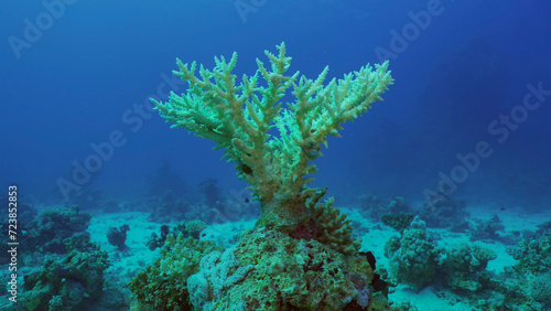 Bleached Hard Table Coral Acropora. Bleaching and death of corals from excessive seawater heating due to climate change and global warming. Decolored corals in Red Sea, Safaga, Egypt © Andriy Nekrasov