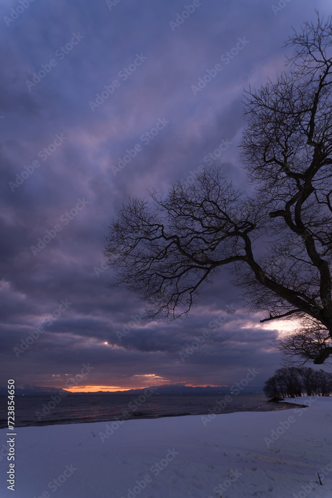 冬の琵琶湖にて積雪した浜と木の風景