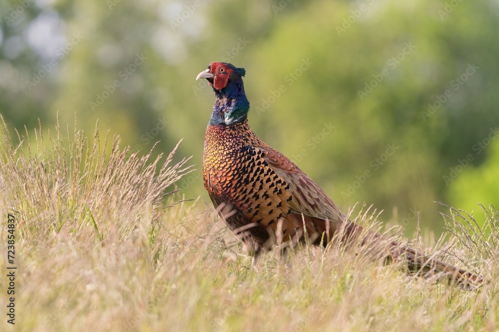 Fototapeta premium Beautiful common pheasant in the nature habitat. Wildlife scene from nature. Phasianus colchicus.