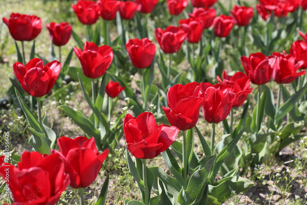 red tulips in the garden red tulips in the garden